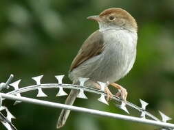 Sivun Cisticola fulvicapilla fulvicapilla (Vieillot 1817) kuva