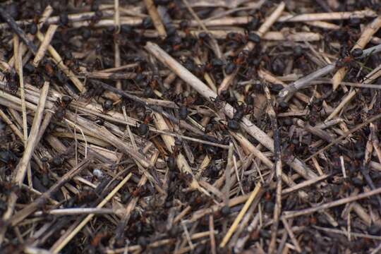 Image of Black-backed meadow ant