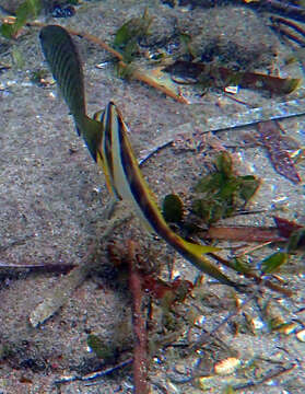 Image of Crested morwong