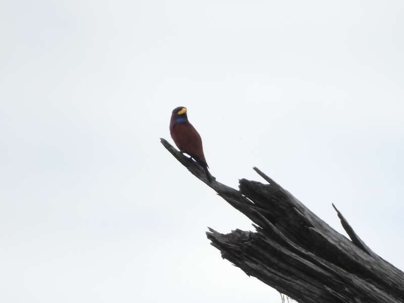 Image of Blue-throated Roller