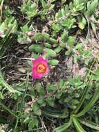 Image of Paraguayan purslane