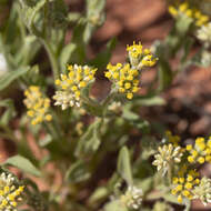 Imagem de Rhodanthe moschata (A. Cunn. ex DC.) P. G. Wilson