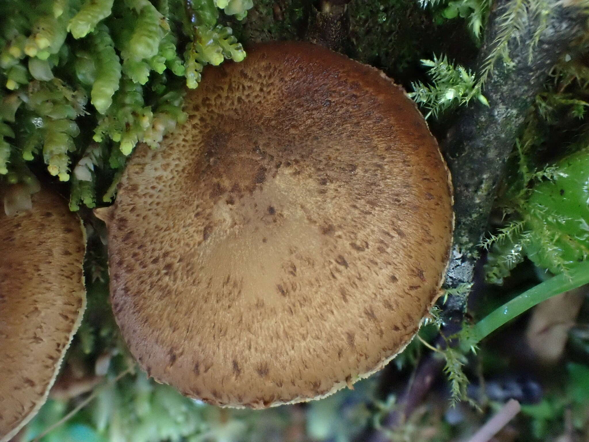 Plancia ëd Echinoderma calcicola (Knudsen) Bon 1991