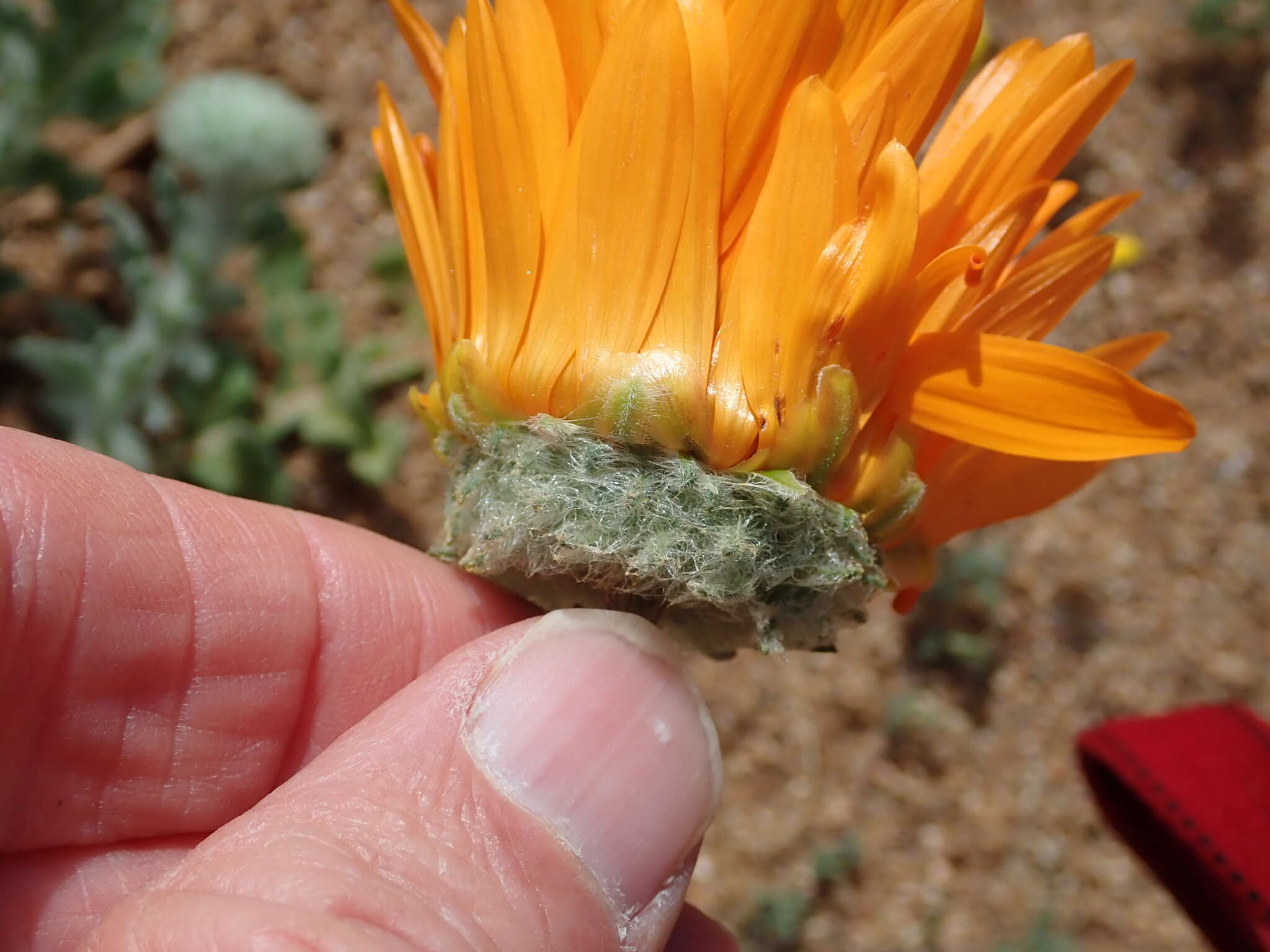 Image of Double Namaqua marigold