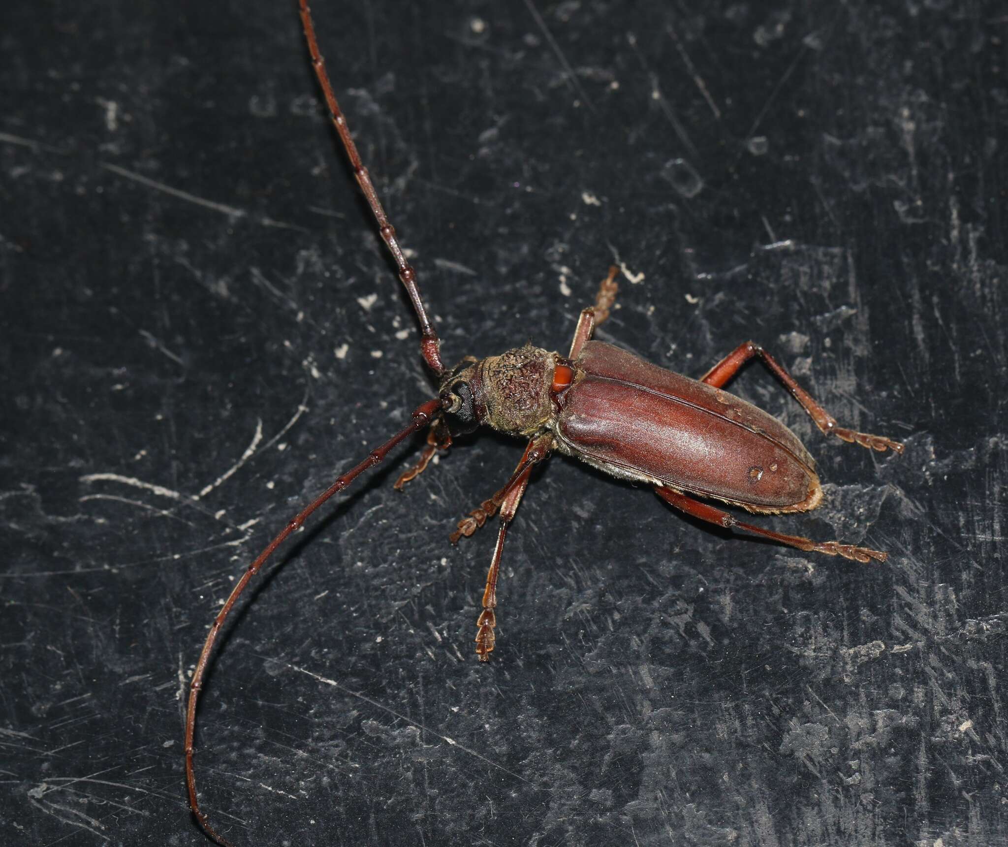 Image of Neoplocaederus consocius (Pascoe 1859)