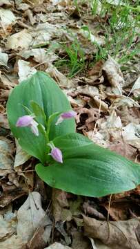 Image of showy orchid