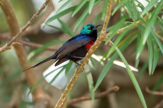 Image of Red-chested Sunbird