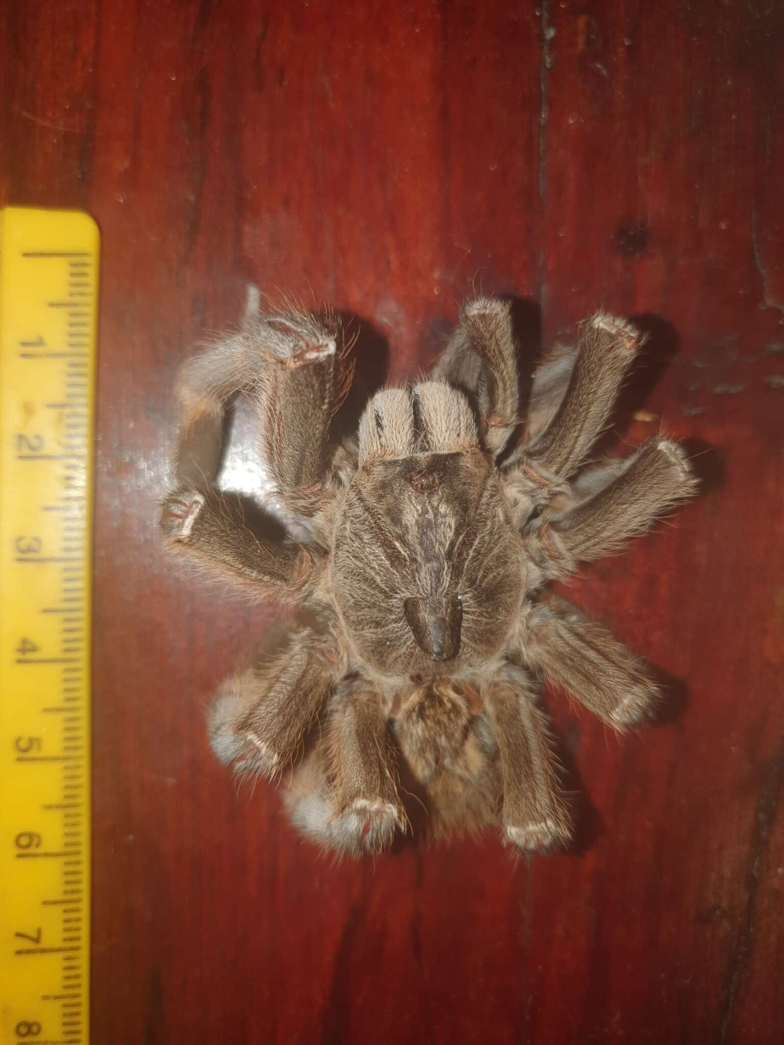 Image of African Horned Baboon Tarantula