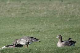 Image of Eurasian White-fronted Goose