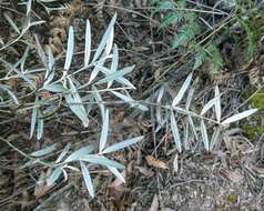 Image of Oxylobium arborescens R. Br.