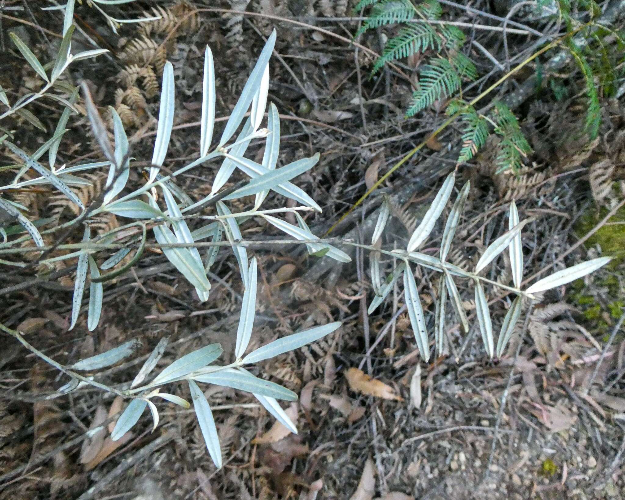 Image of Oxylobium arborescens R. Br.