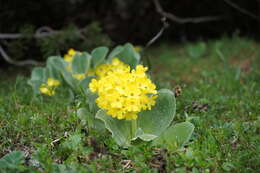 Image of Primula auricula L.