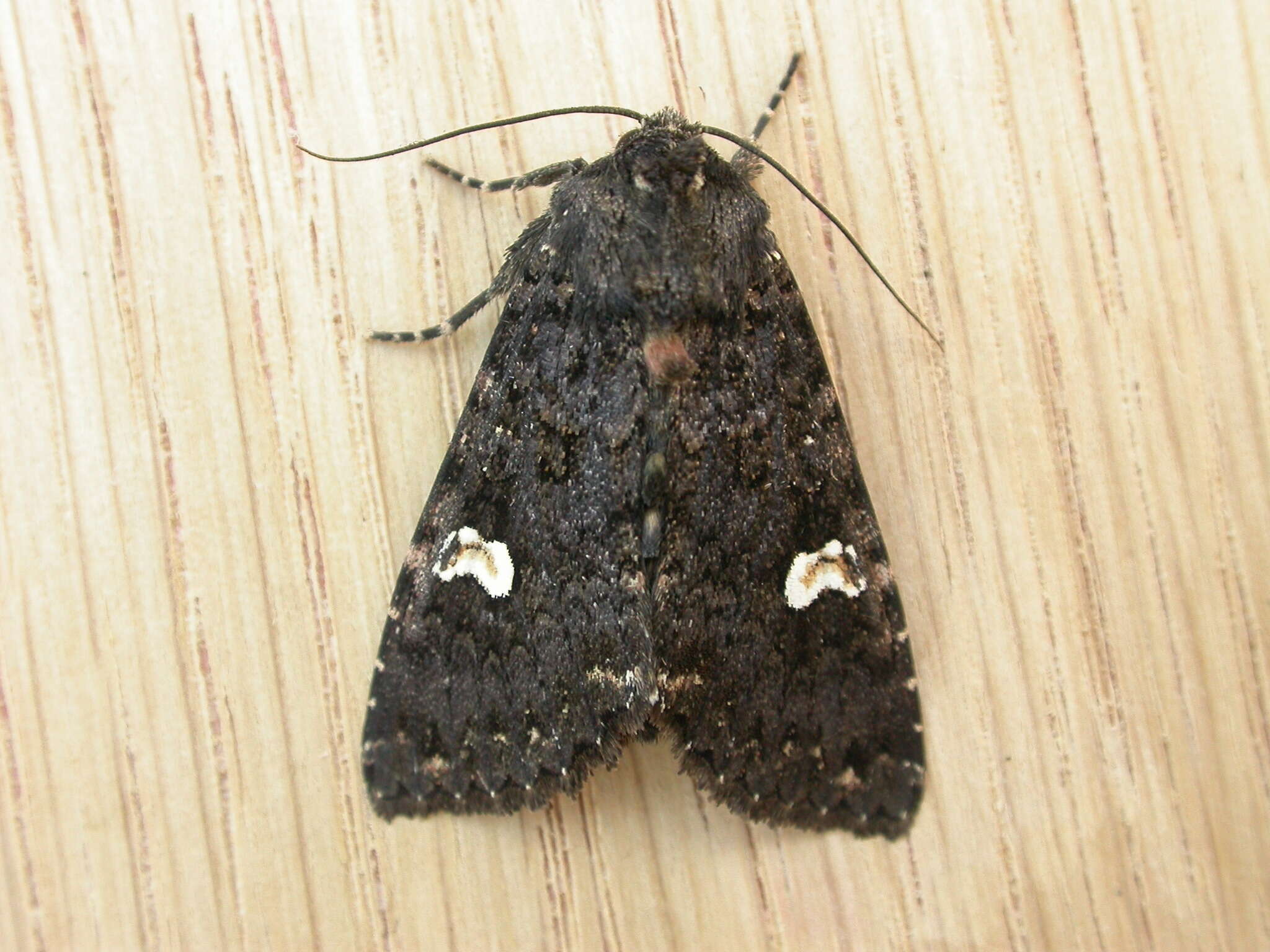 Plancia ëd Melanchra persicariae Linnaeus 1761