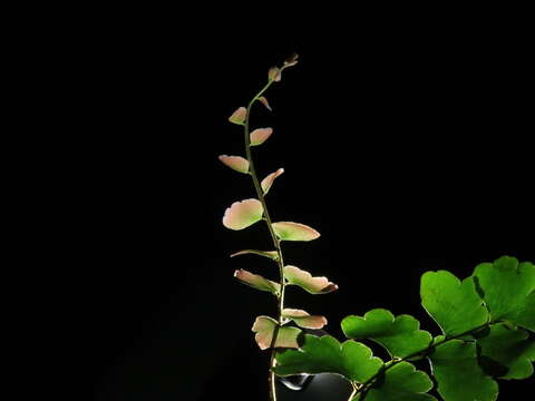 Image of Adiantum soboliferum Wall.