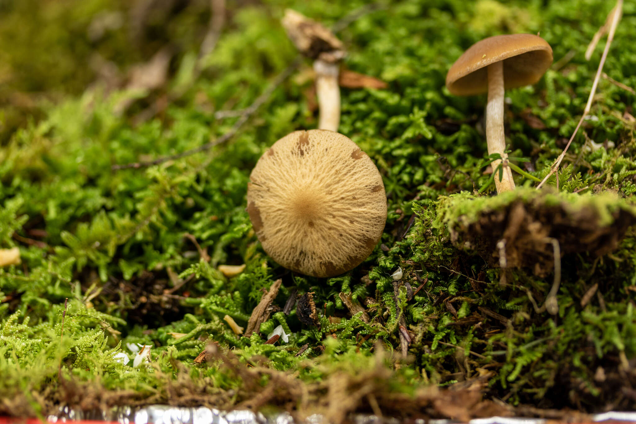 Image of Psathyrella carinthiaca Voto 2011