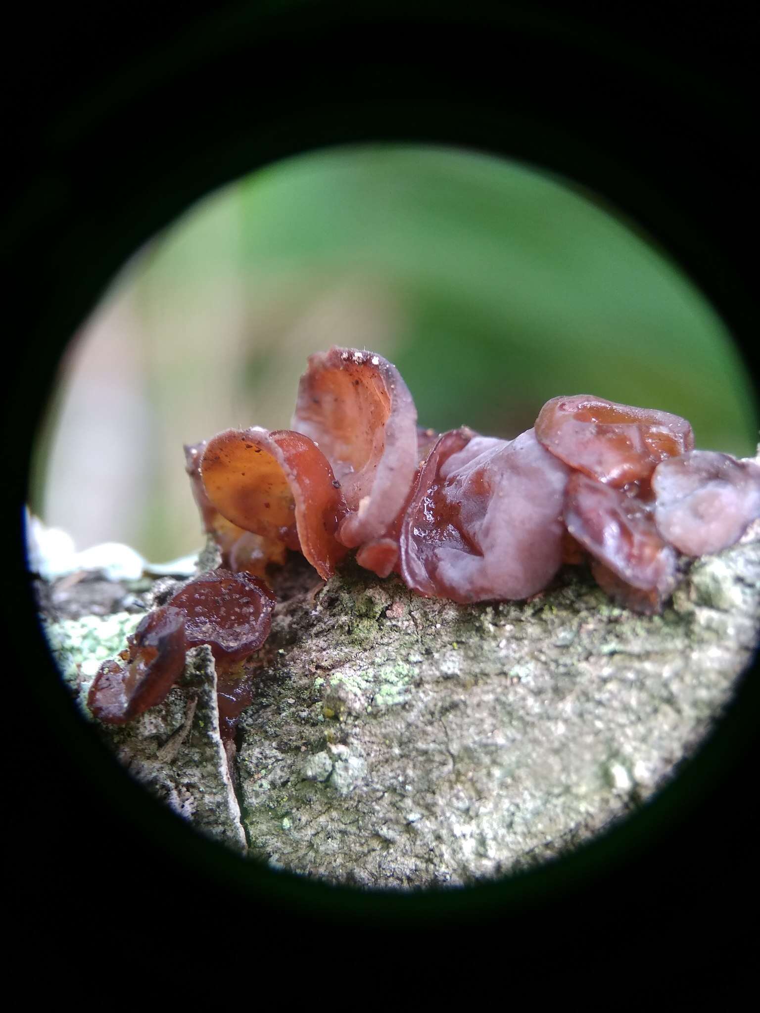 Image of Auricularia minor Kobayasi 1981