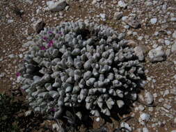 Imagem de Gibbaeum pubescens (Lettsom ex Haw.) N. E. Br.