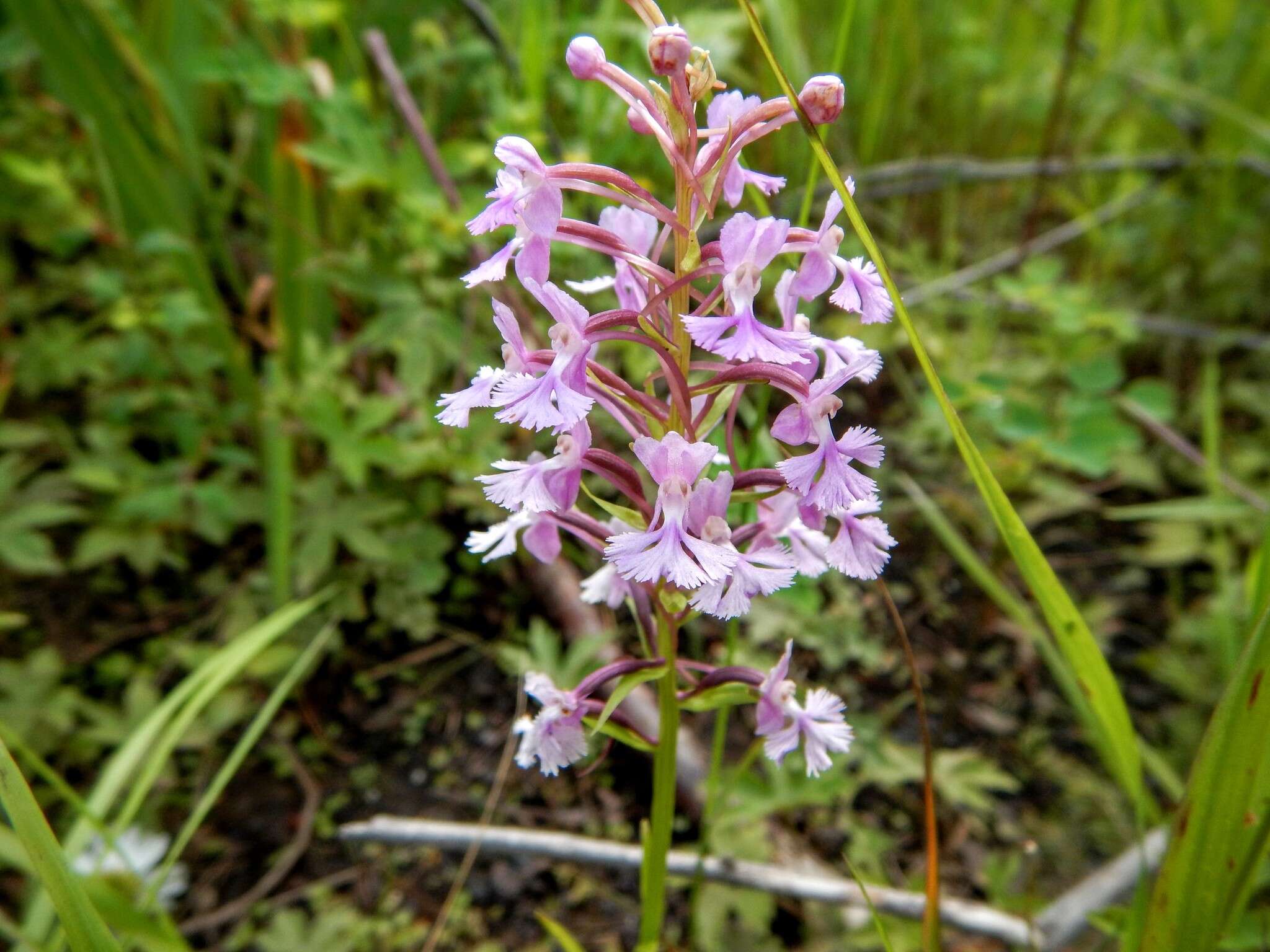 Imagem de Platanthera psycodes (L.) Lindl.