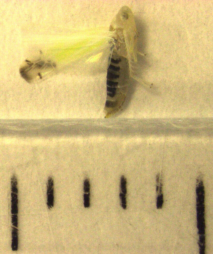 Image of Leafhopper