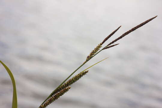 Image of Carex elata subsp. omskiana (Meinsh.) Jalas