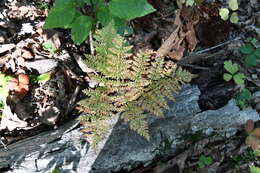 Plancia ëd Athyrium spinulosum (Maxim.) Milde