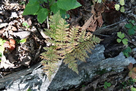 Plancia ëd Athyrium spinulosum (Maxim.) Milde