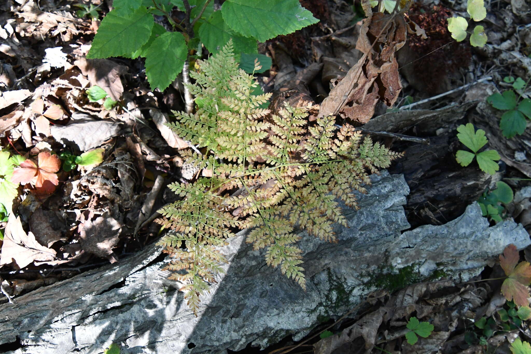 Plancia ëd Athyrium spinulosum (Maxim.) Milde