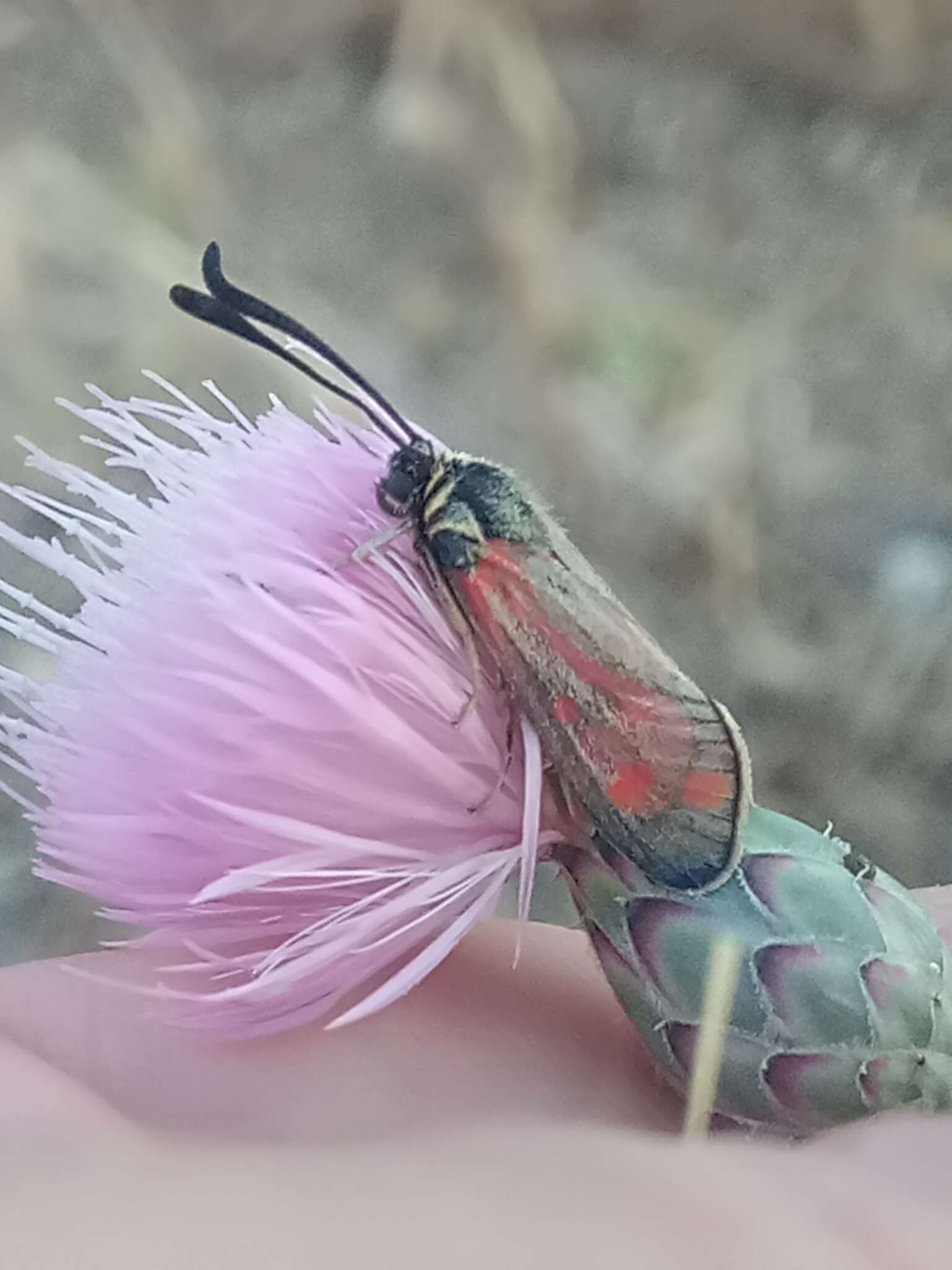 Image of Zygaena favonia Freyer 1845