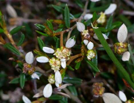 Image of Spyridium vexilliferum var. vexilliferum