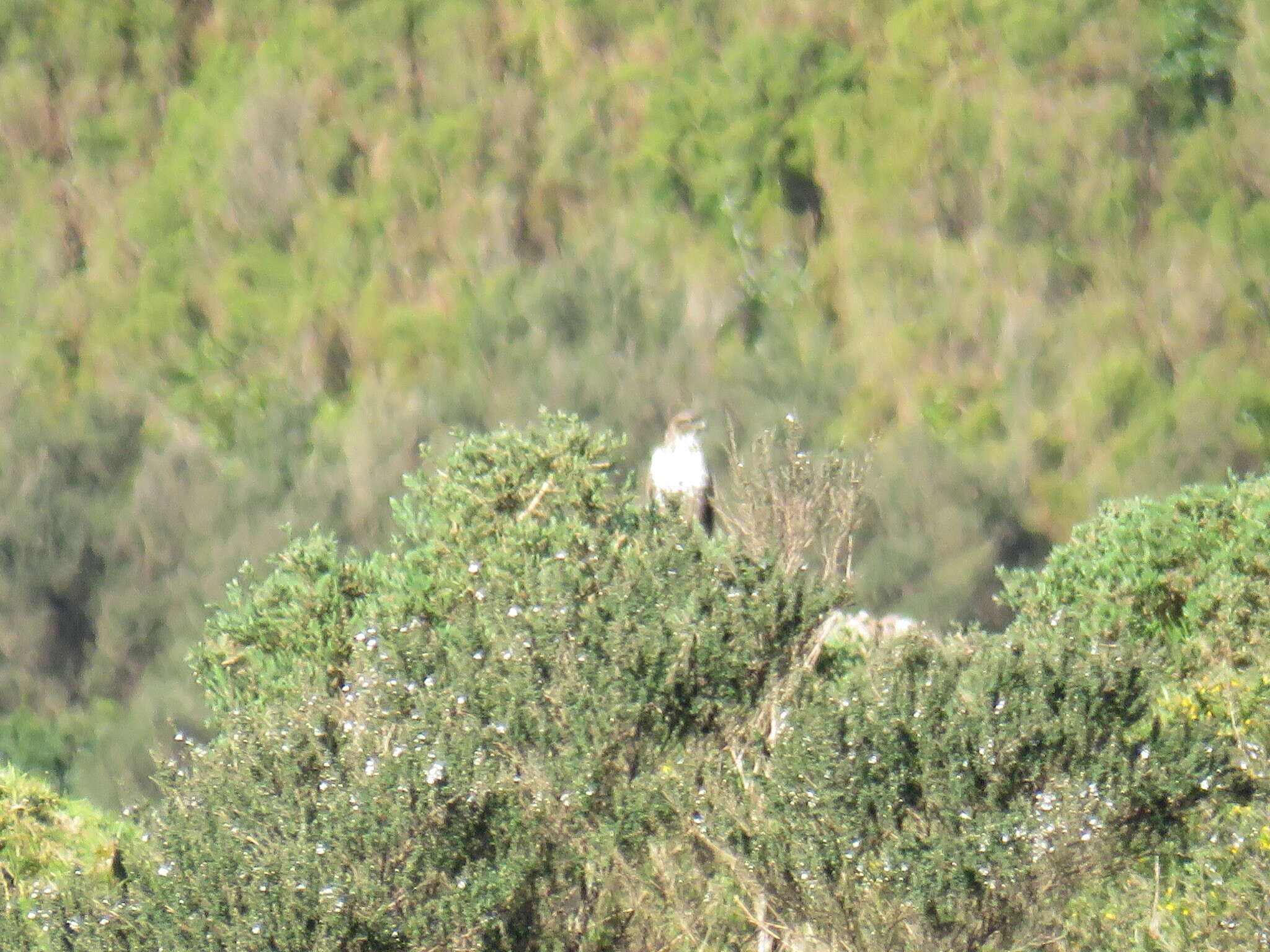 Image of <i>Buteo buteo rothschildi</i>