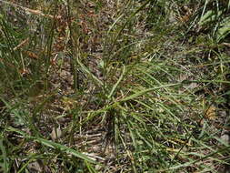 Imagem de Plantago maritima subsp. serpentina (All.) Arcangeli