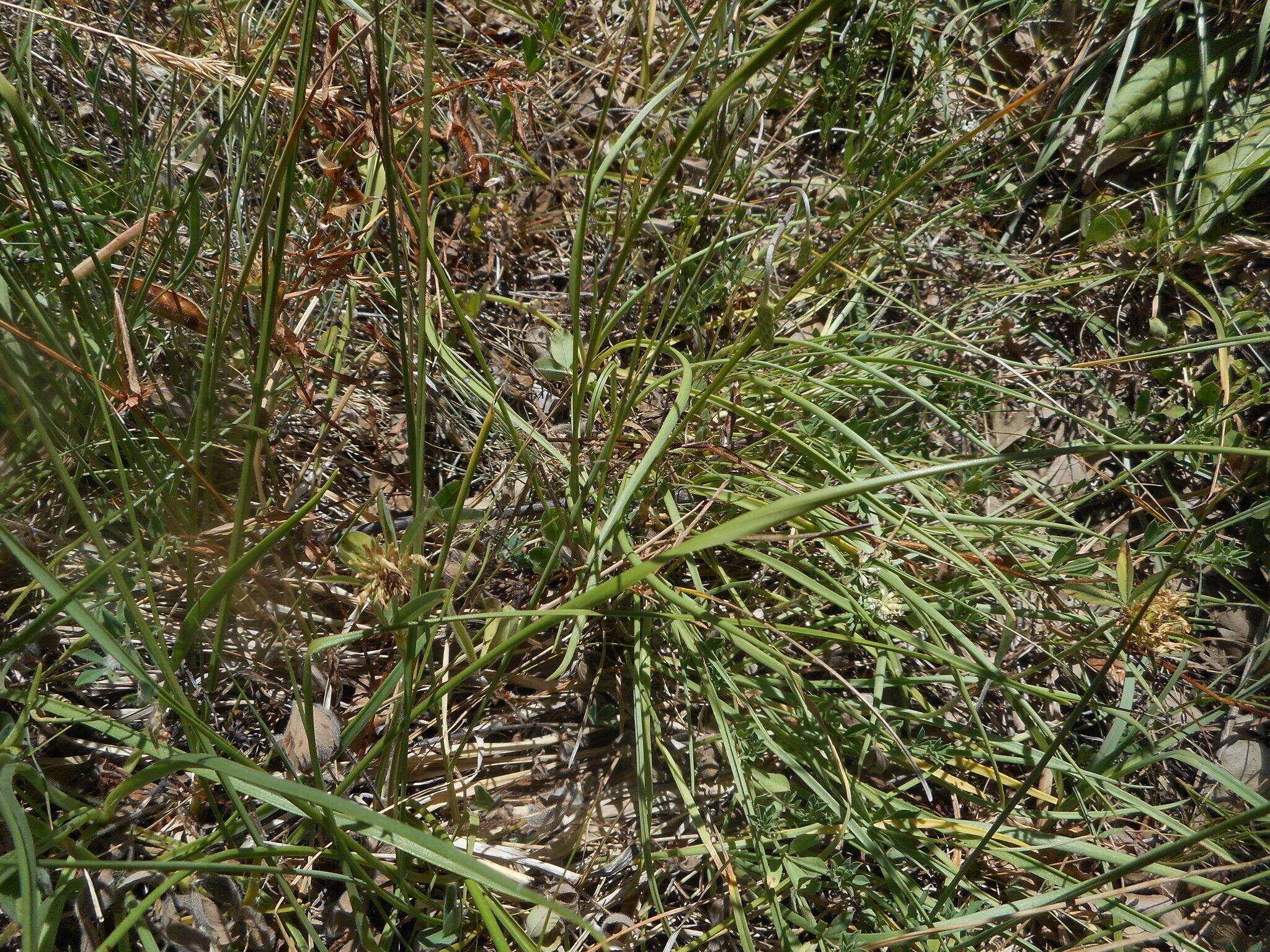 Image of Plantago maritima subsp. serpentina (All.) Arcangeli