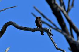 Image of Little Woodswallow