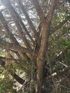 Image of Santa Cruz Cypress
