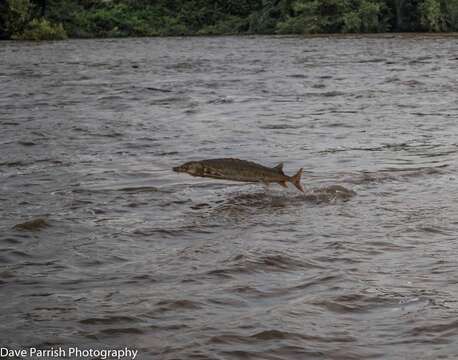 Image of Gulf Sturgeon