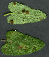 Imagem de Puccinia annularis (F. Strauss) G. Winter 1881