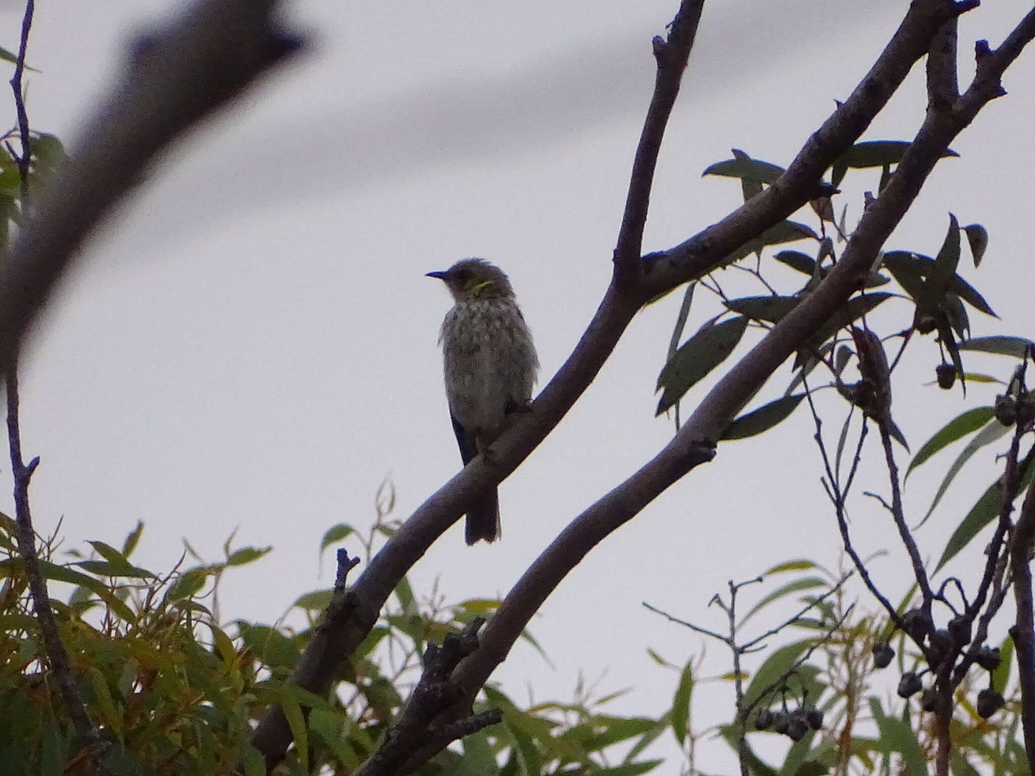 Image of Yellow-plumed Honeyeater