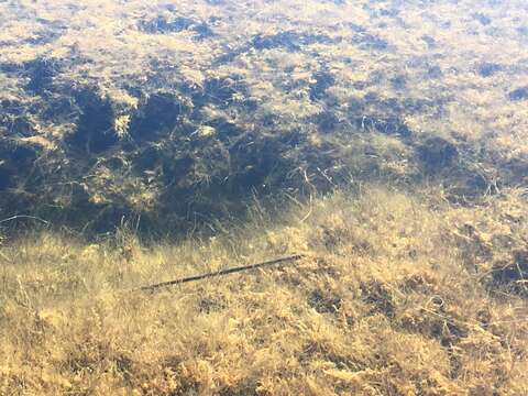 Image of Quitobaquito pupfish