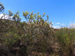 Image of Leucadendron foedum I. Williams