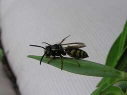 Image of Common wasp