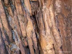 Image of Cape Rock Gecko