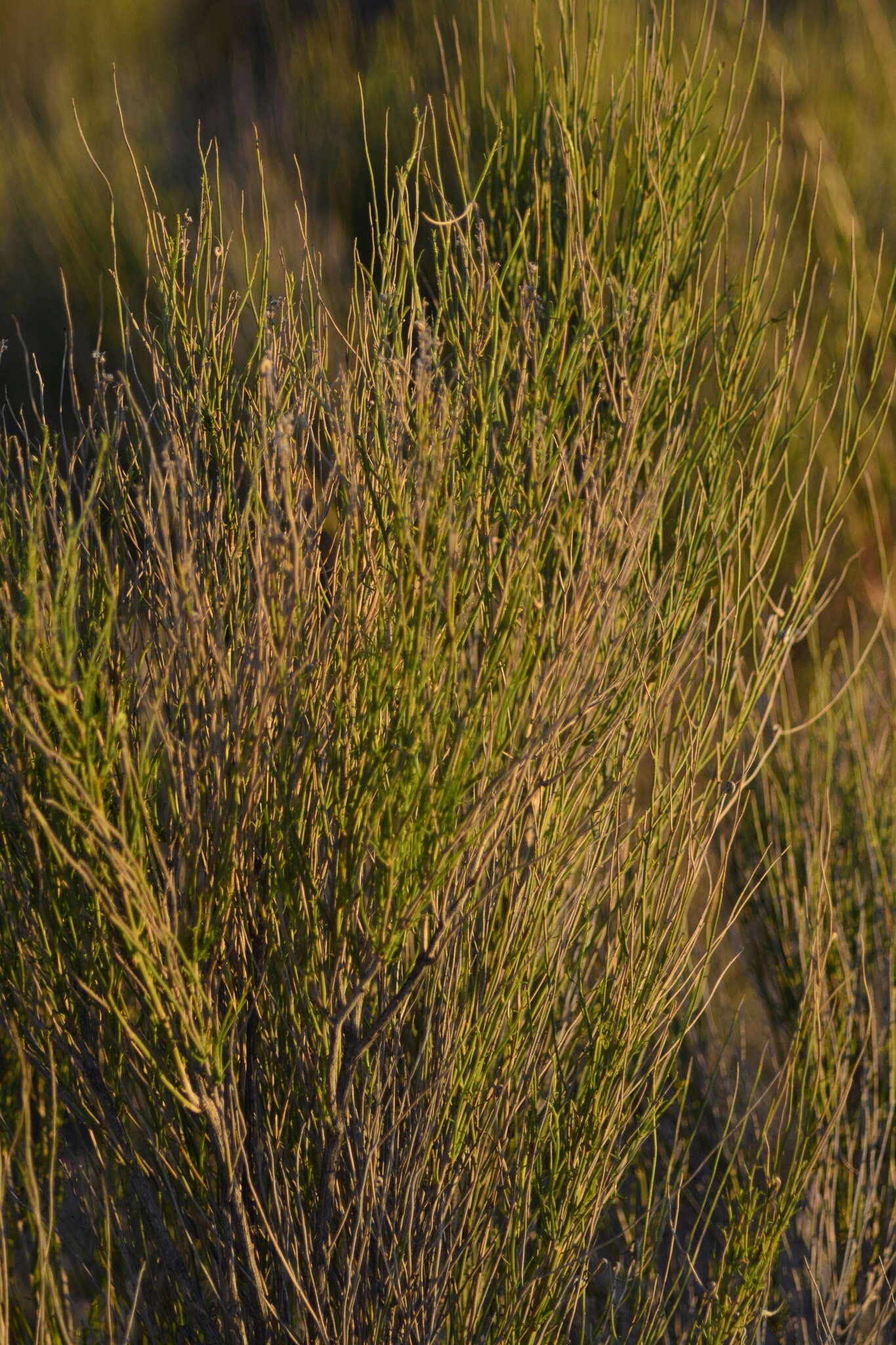 Imagem de Pseudobaccharis spartioides (Hook. & Arn.) Cabrera