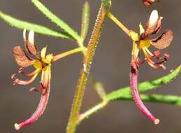 Image of Cleome violacea L.