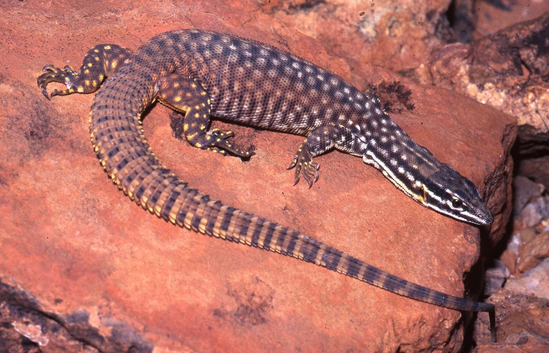 Imagem de Varanus acanthurus Boulenger 1885