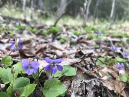 Image of Selkirk's violet