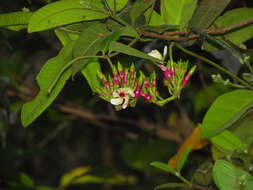 صورة Temnadenia odorifera (Vell.) J. F. Morales