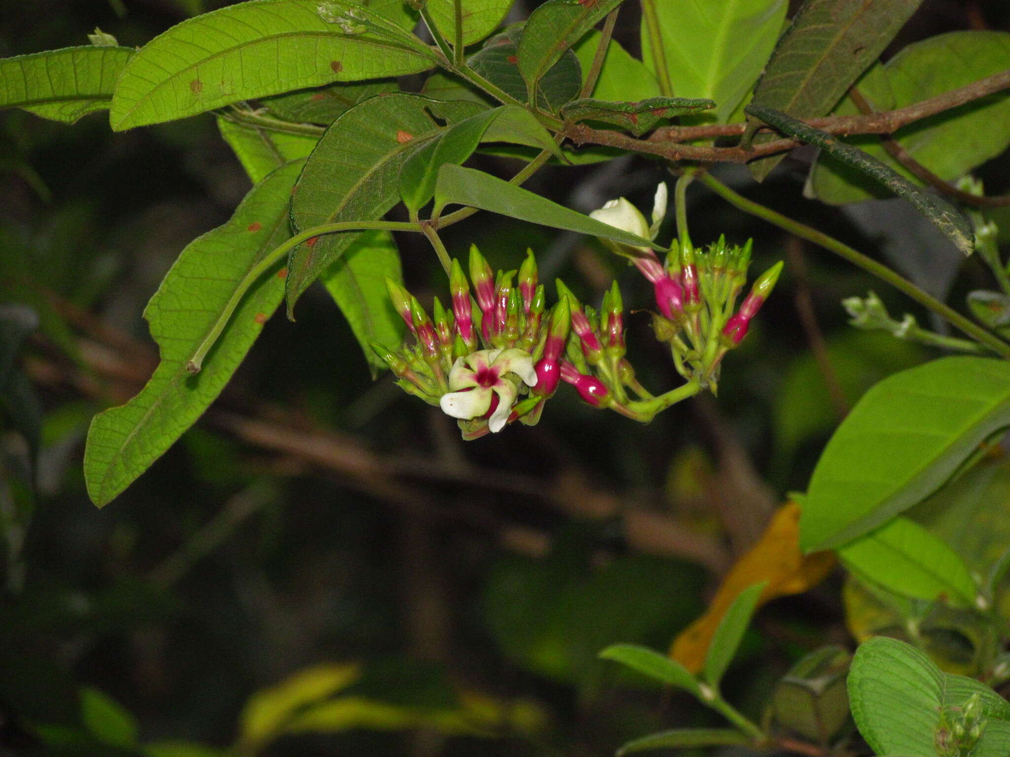 Temnadenia odorifera (Vell.) J. F. Morales的圖片