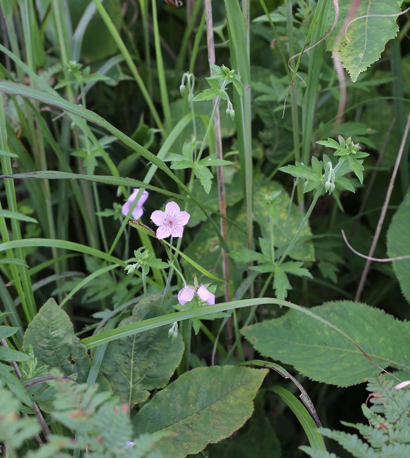 Image of Geranium krameri Franch. & Sav.