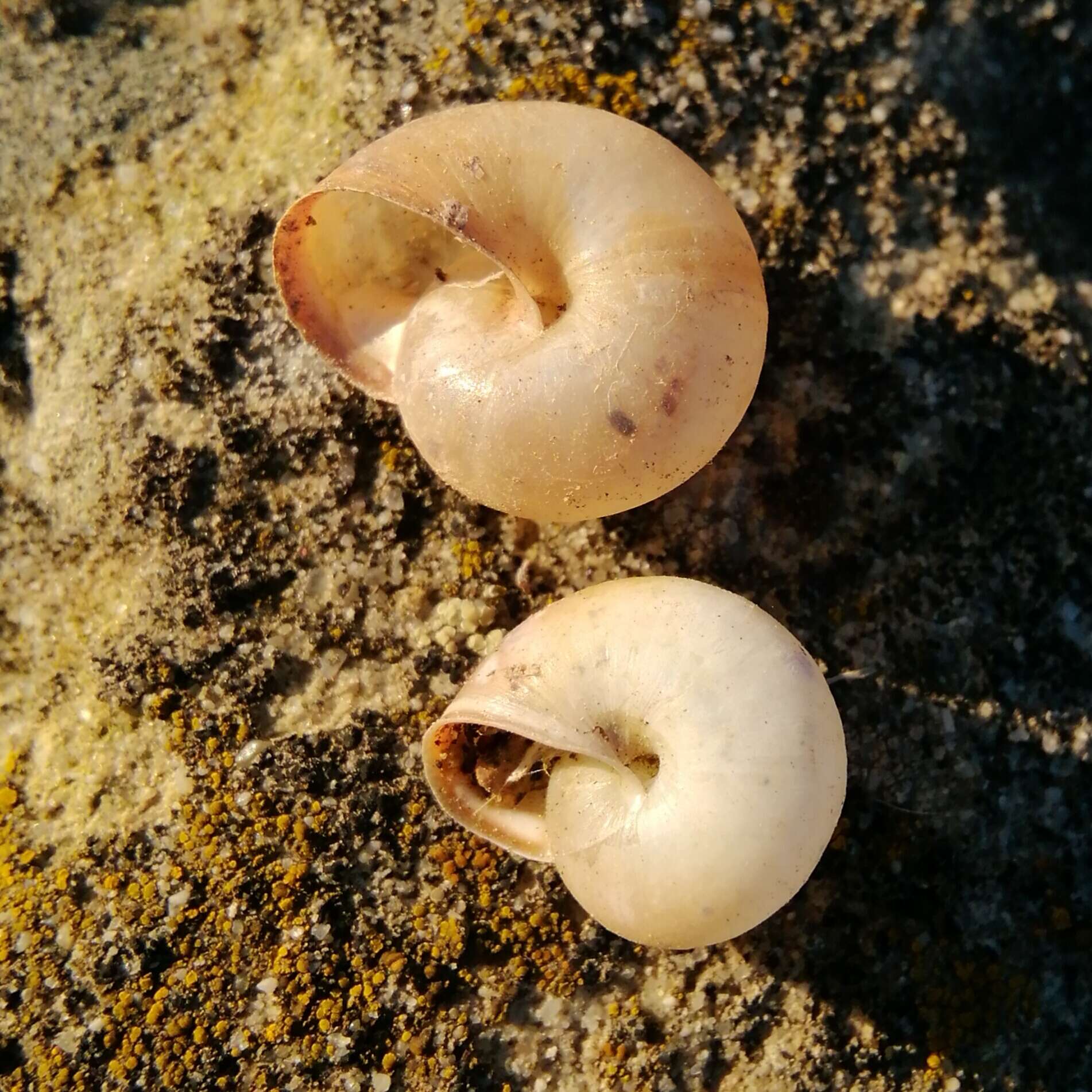 Image of Carthusian snail