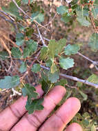 Image of hybrid oak